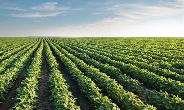 Gobierno fortalece producción nacional con siembra de soya en Anzoátegui