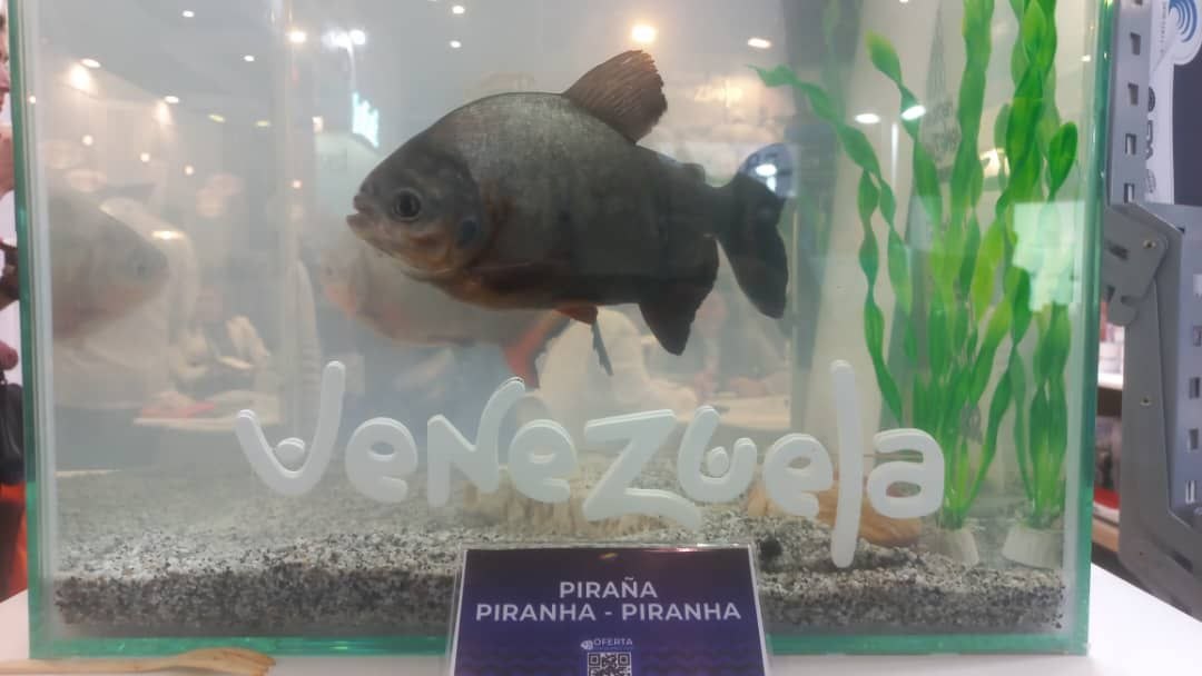 Venezuela Azul consolida su proyección internacional en la Seafood Expo Global 2026 de Barcelona